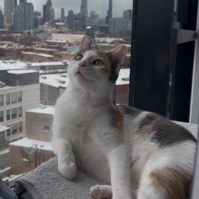 Cozy Care For Cool Cats