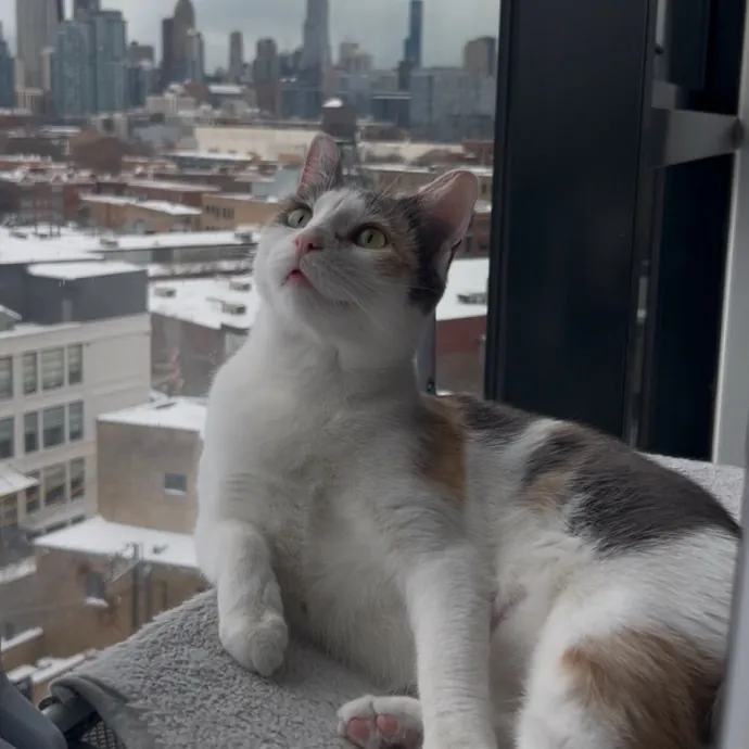 Cozy Care For Cool Cats