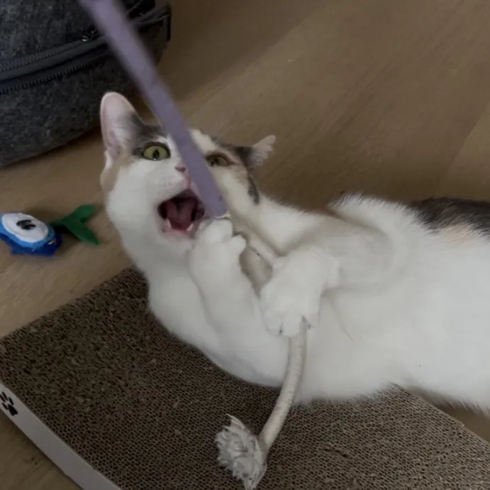 Cozy Care For Cool Cats