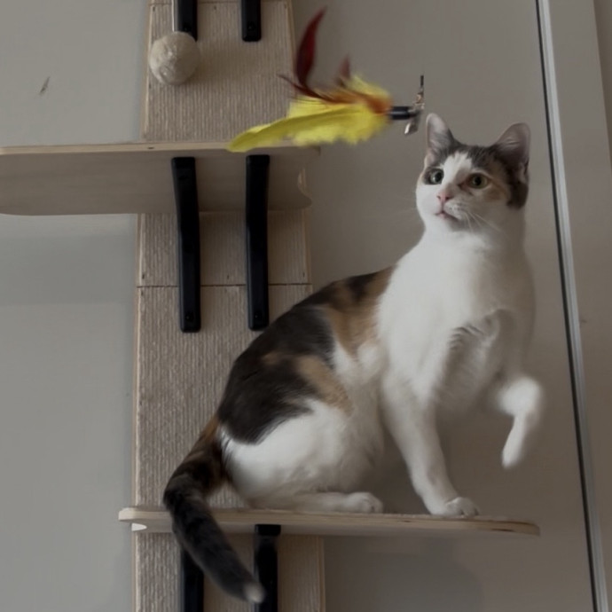 Cozy Care For Cool Cats