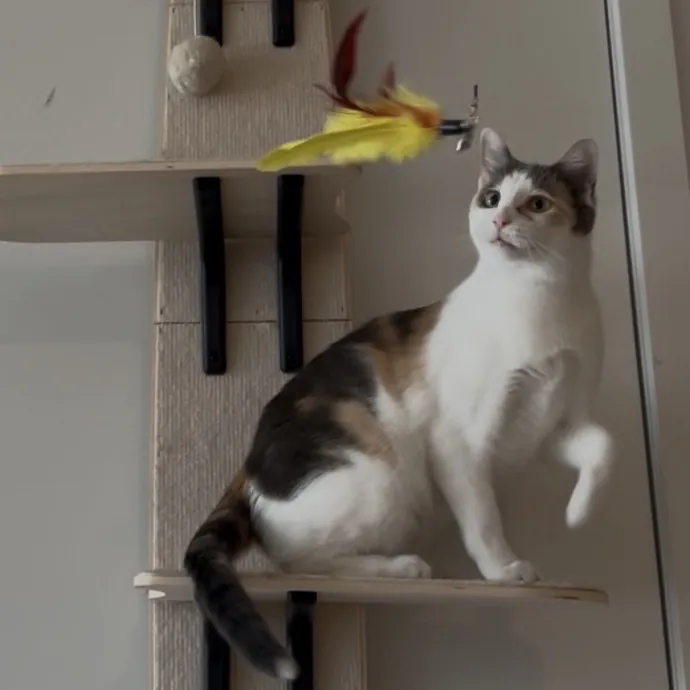 Cozy Care For Cool Cats