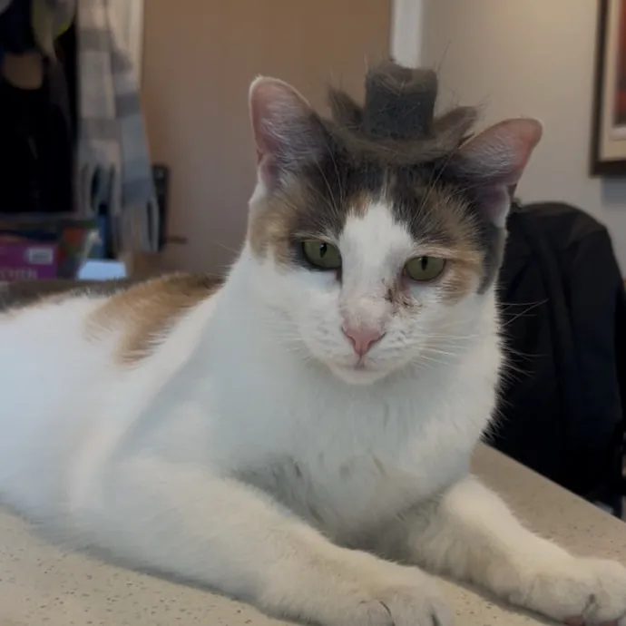 Cozy Care For Cool Cats