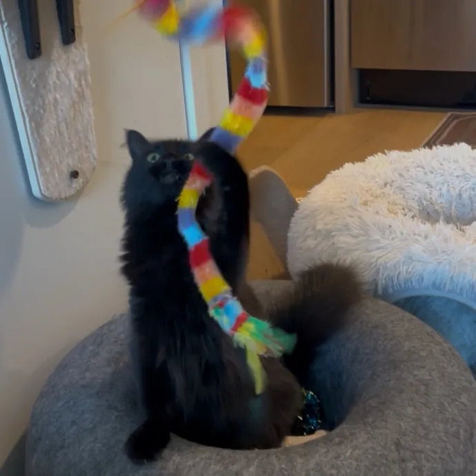 Cozy Care For Cool Cats