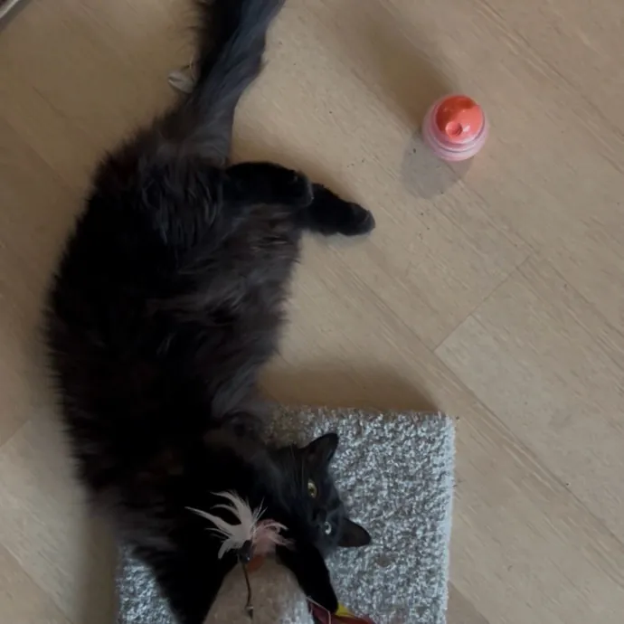 Cozy Care For Cool Cats