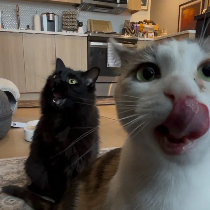 Cozy Care For Cool Cats