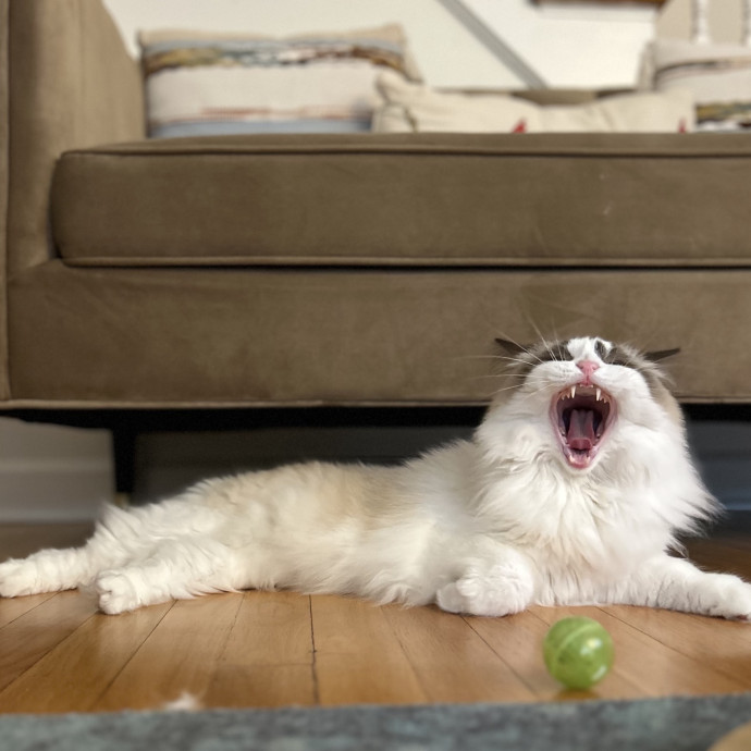 Cozy Care For Cool Cats