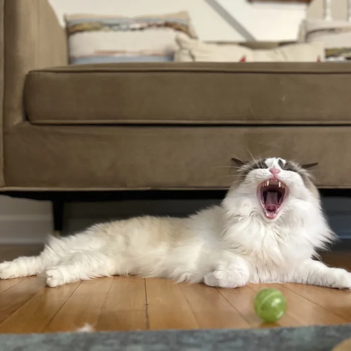 Cozy Care For Cool Cats