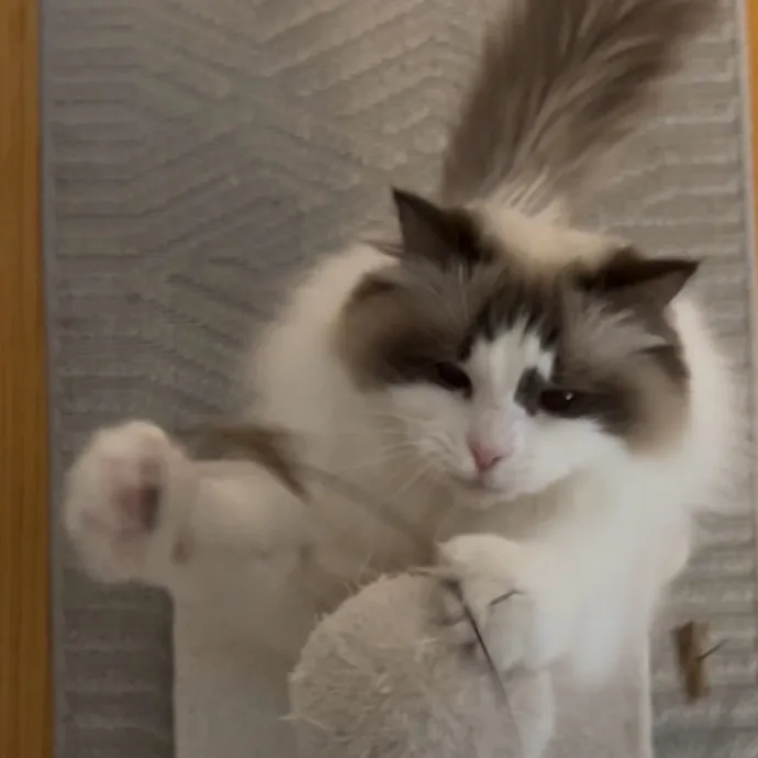 Cozy Care For Cool Cats