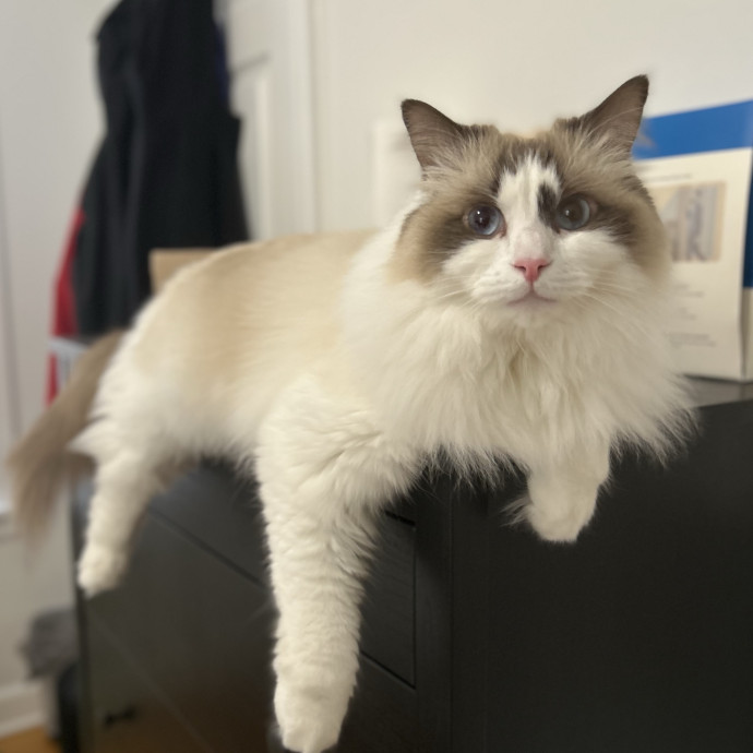 Cozy Care For Cool Cats