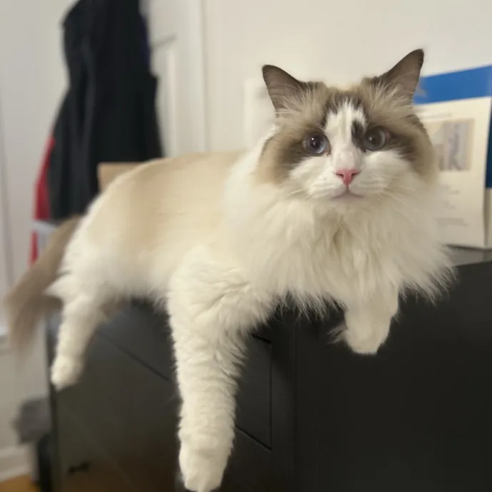 Cozy Care For Cool Cats