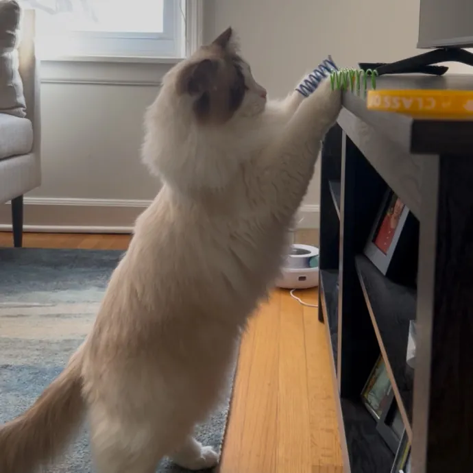 Cozy Care For Cool Cats