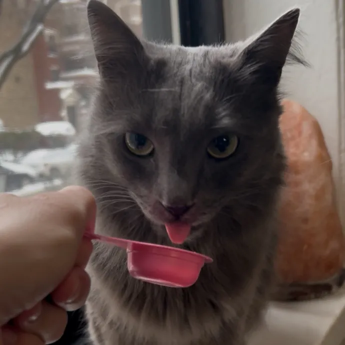 Cozy Care For Cool Cats