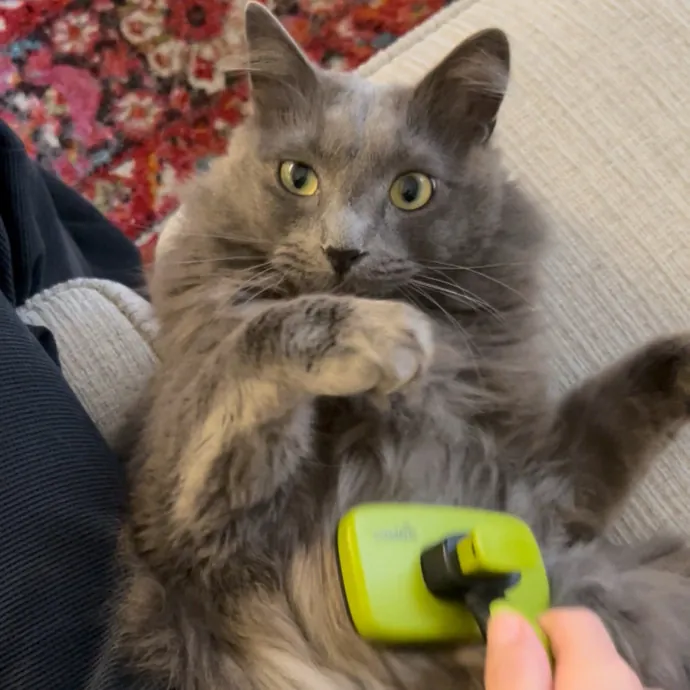 Cozy Care For Cool Cats