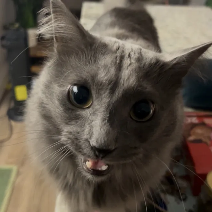 Cozy Care For Cool Cats