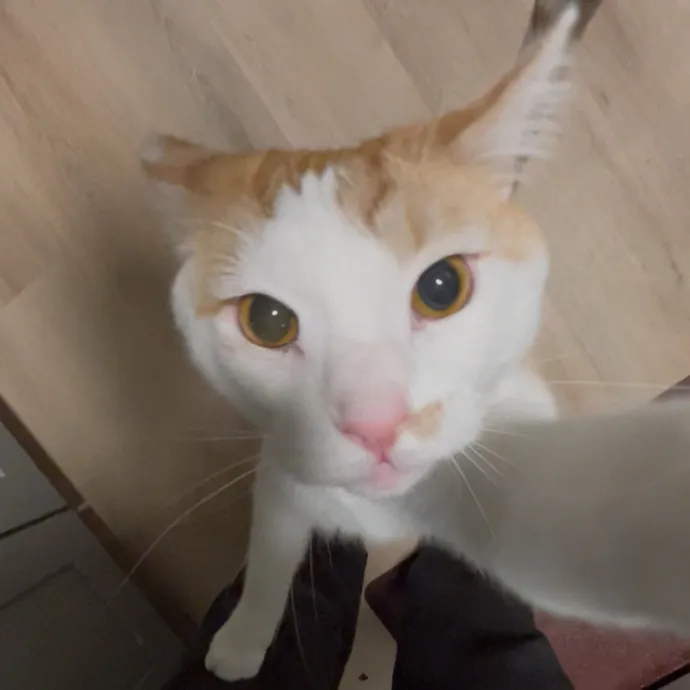 Cozy Care For Cool Cats