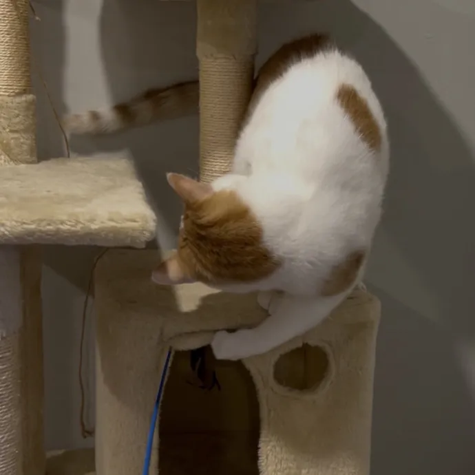 Cozy Care For Cool Cats