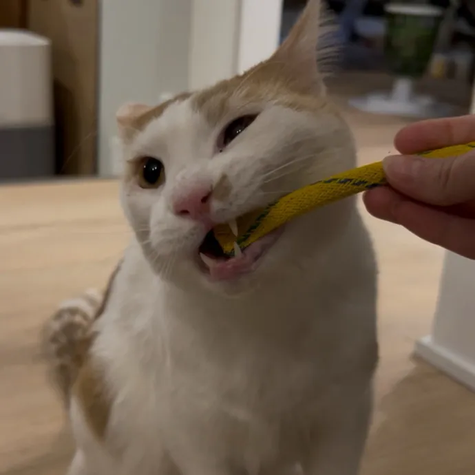 Cozy Care For Cool Cats