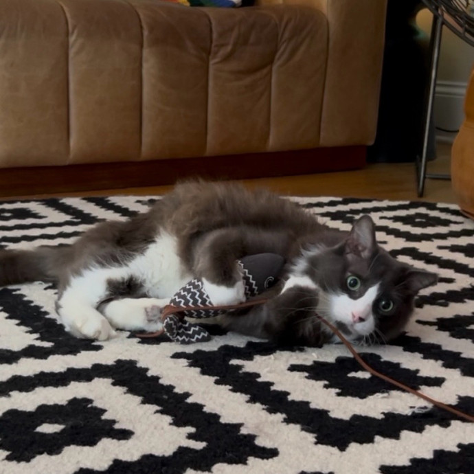 Cozy Care For Cool Cats