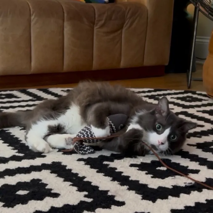 Cozy Care For Cool Cats