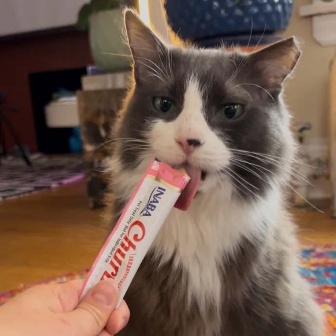 Cozy Care For Cool Cats