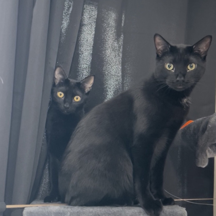 Cozy Care For Cool Cats