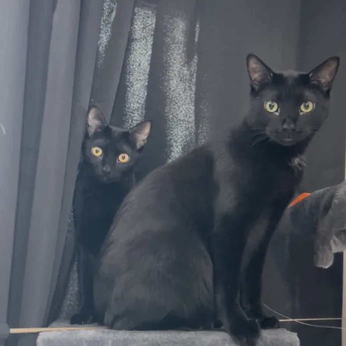 Cozy Care For Cool Cats