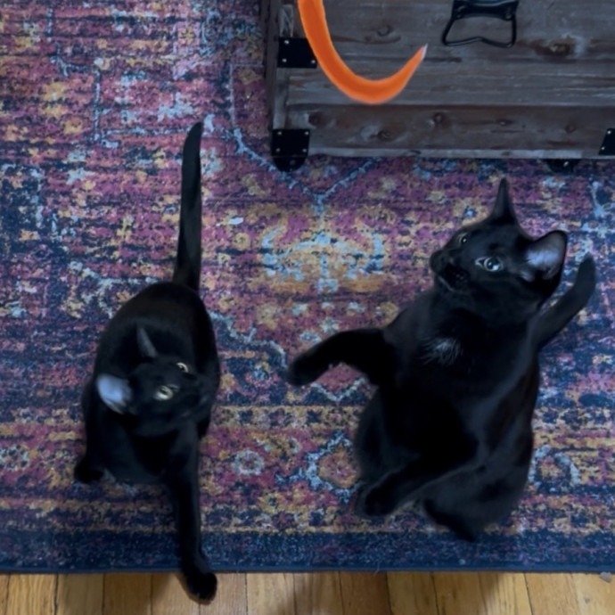 Cozy Care For Cool Cats