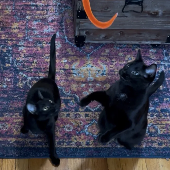 Cozy Care For Cool Cats