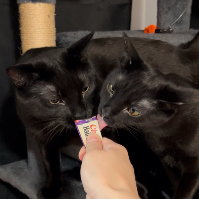 Cozy Care For Cool Cats