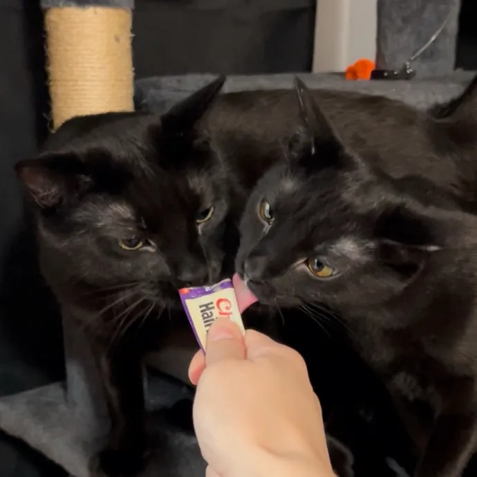 Cozy Care For Cool Cats