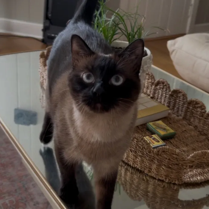 Cozy Care For Cool Cats