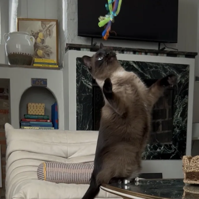 Cozy Care For Cool Cats