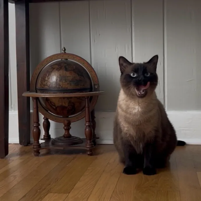 Cozy Care For Cool Cats