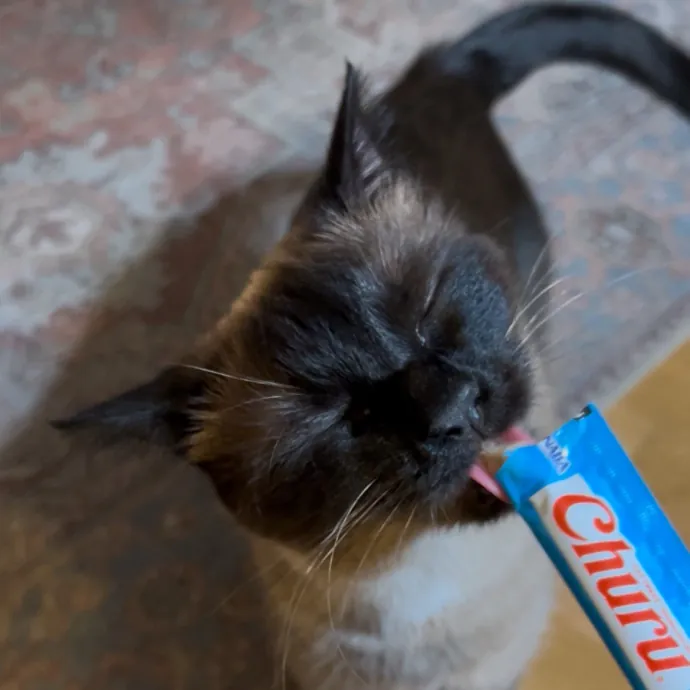 Cozy Care For Cool Cats