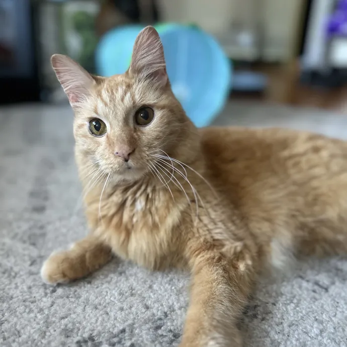 Cozy Care For Cool Cats