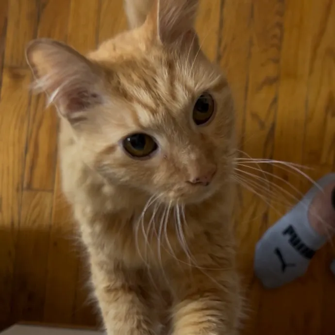 Cozy Care For Cool Cats