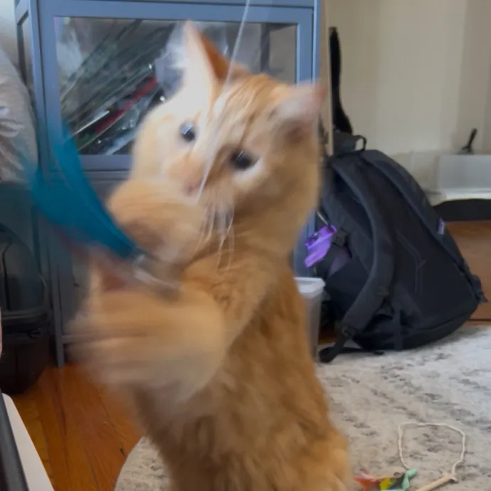 Cozy Care For Cool Cats