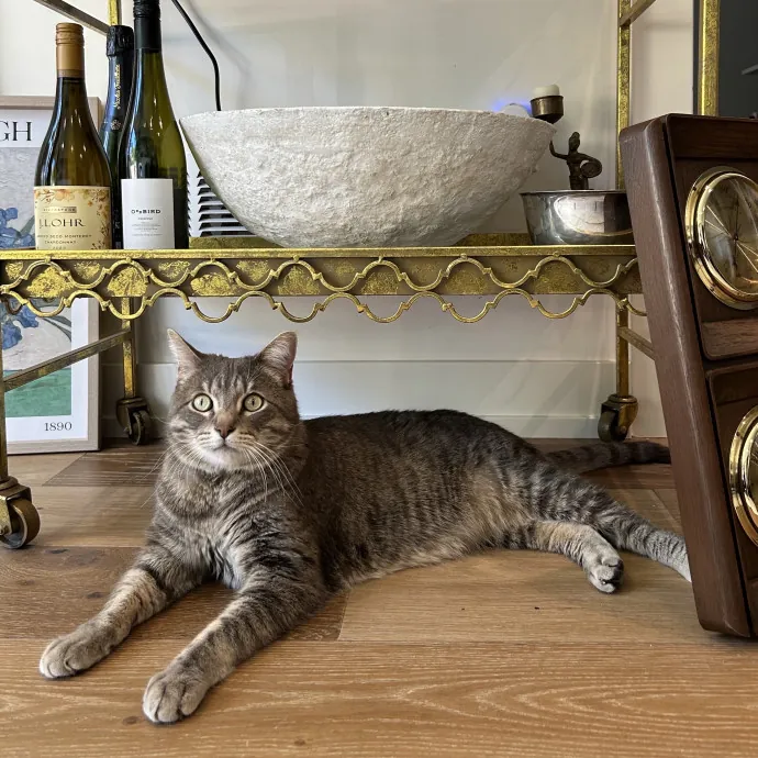 Cozy Care For Cool Cats