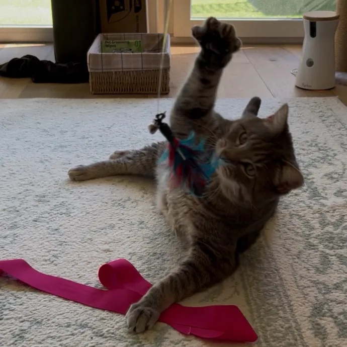 Cozy Care For Cool Cats