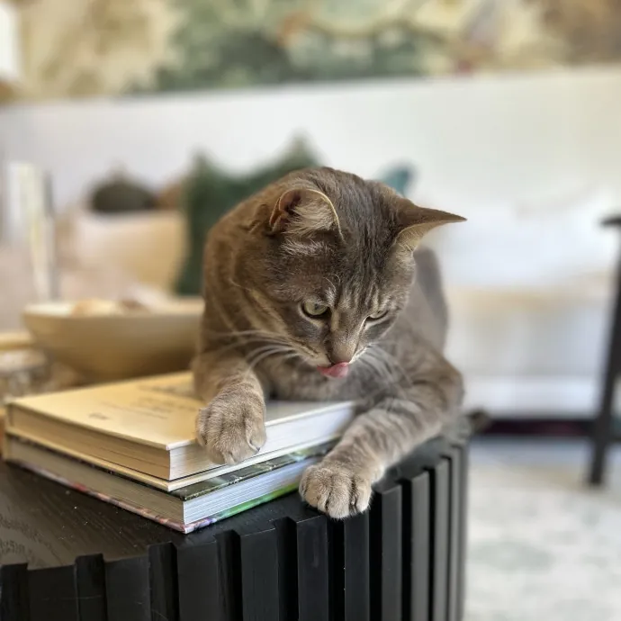 Cozy Care For Cool Cats