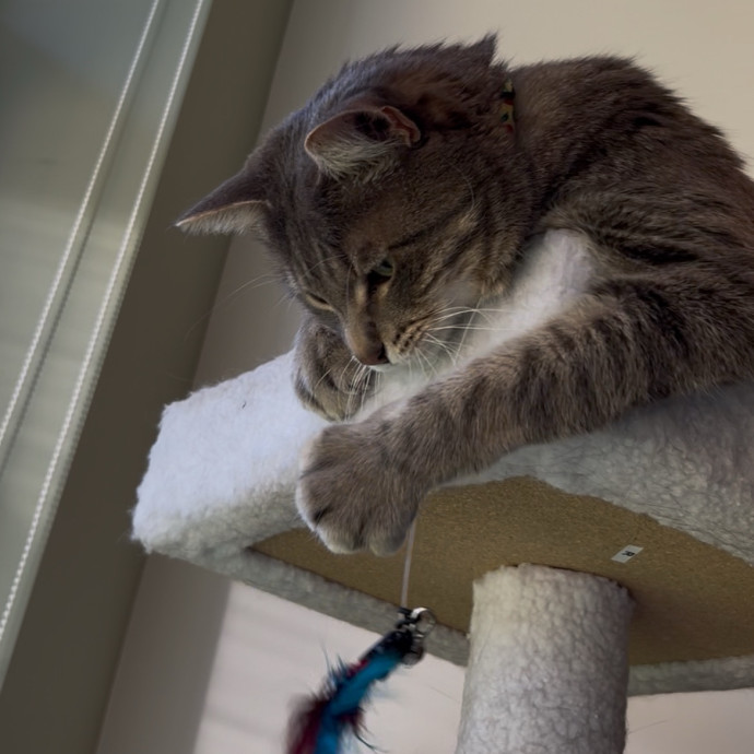 Cozy Care For Cool Cats