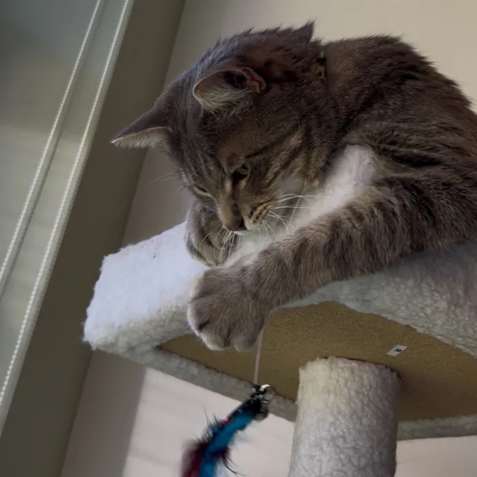 Cozy Care For Cool Cats