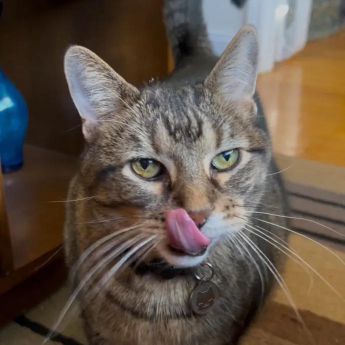 Cozy Care For Cool Cats