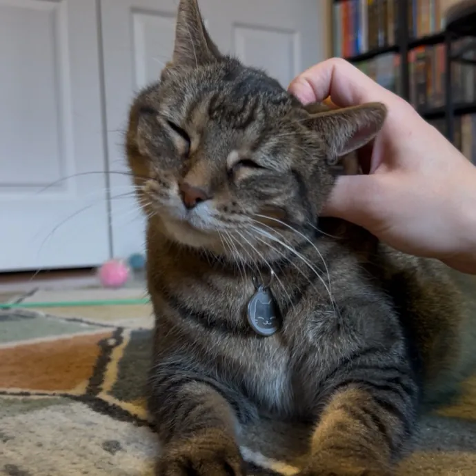 Cozy Care For Cool Cats