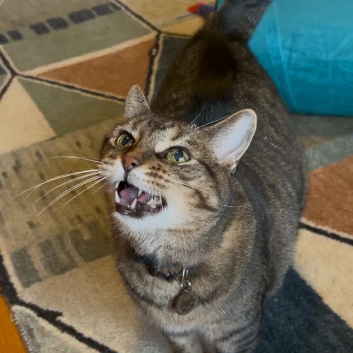 Cozy Care For Cool Cats