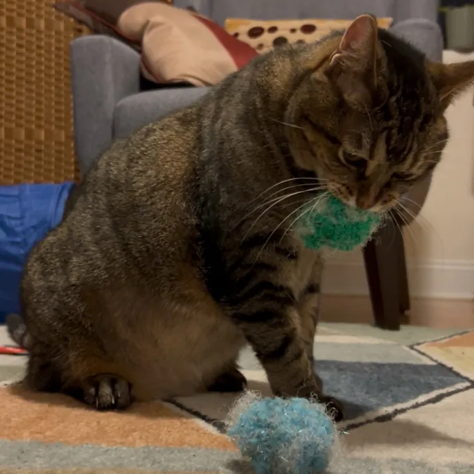 Cozy Care For Cool Cats