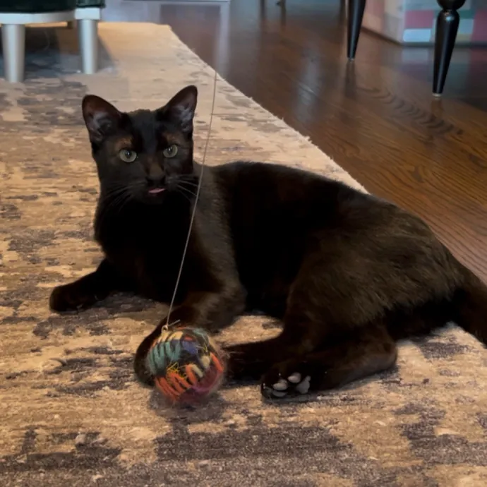 Cozy Care For Cool Cats