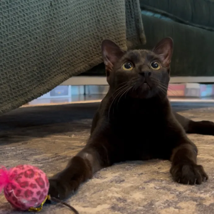 Cozy Care For Cool Cats