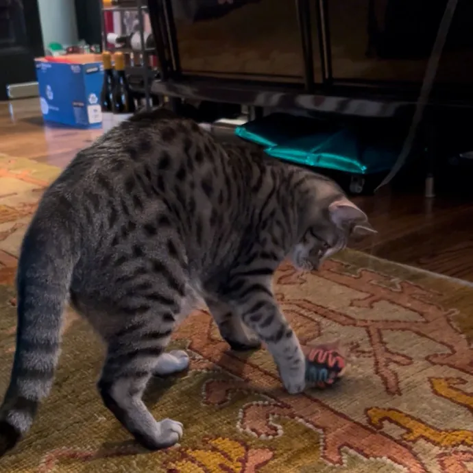 Cozy Care For Cool Cats