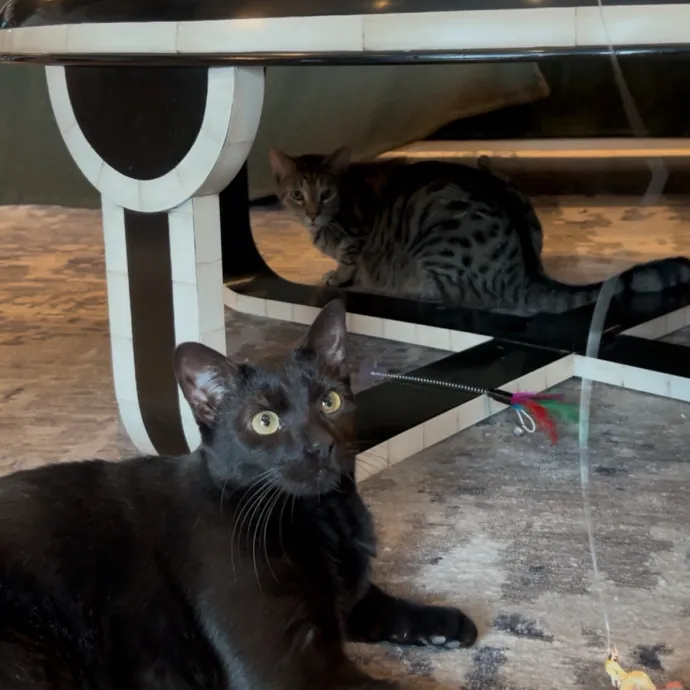 Cozy Care For Cool Cats